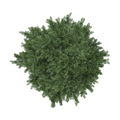 Obraz premium 3d rendering of Cedrus plant isolated on transparent Canvas from the top view