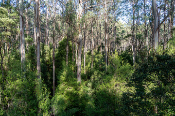 Fototapeta premium Eucalyptus forest in Great Otway National Park, Australia