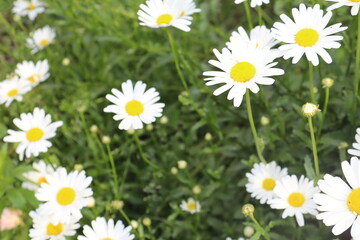 Fototapeta premium daisies in the grass