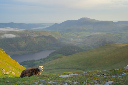 A Herdwick sheep high up in The Lake District mountains enjoying a view of Thirlmere and Keswick.