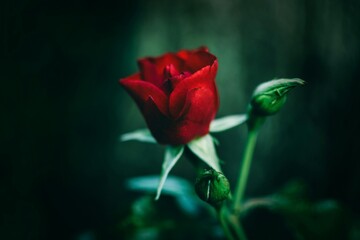 Fototapeta premium single red rose