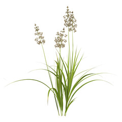 Fototapeta premium 3d rendering of green grass isolated on transparent Canvas