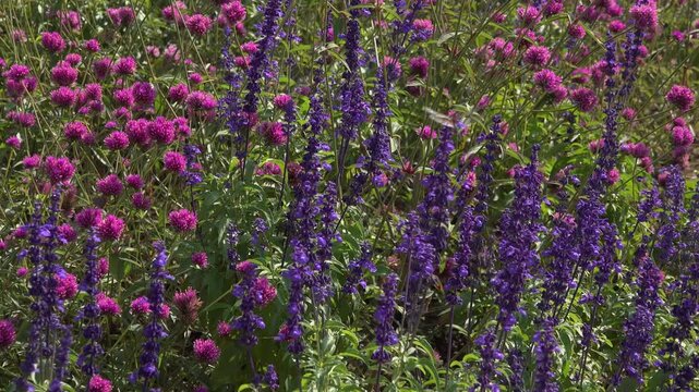 Purple Flowers Swaying in Breeze with Bees and Dragonfly at Flower Farm