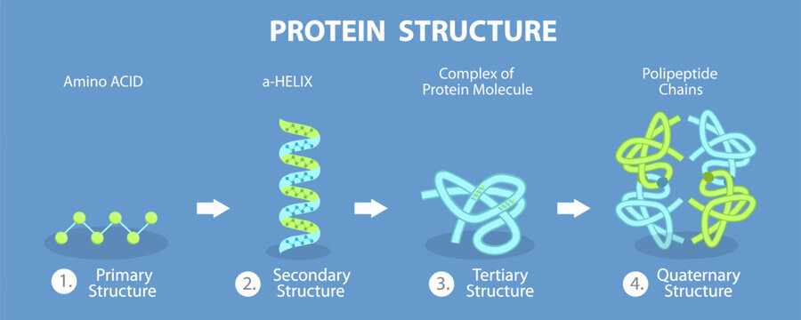 3D Isometric Flat Vector Illustration of Protein Structure, The Arrangement Of ProteinS Building Blocks.