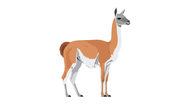 Standing Guanaco Wild South American Camelid Illustration Isolated on White Background