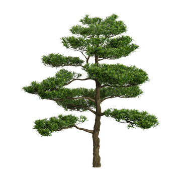 3D rendering of Podocarpus plant on transparent background
