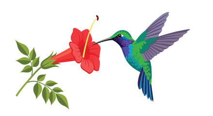 Fototapeta premium Beautiful Hummingbird Hovering and Drinking Nectar from a Tropical Red Flower Illustration Isolated on White