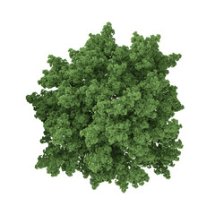 Fototapeta premium 3D rendering of saccharum plant on transparent background from the top view