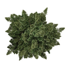 Obraz premium 3D rendering of Sciadopitys plant on transparent background from the top view