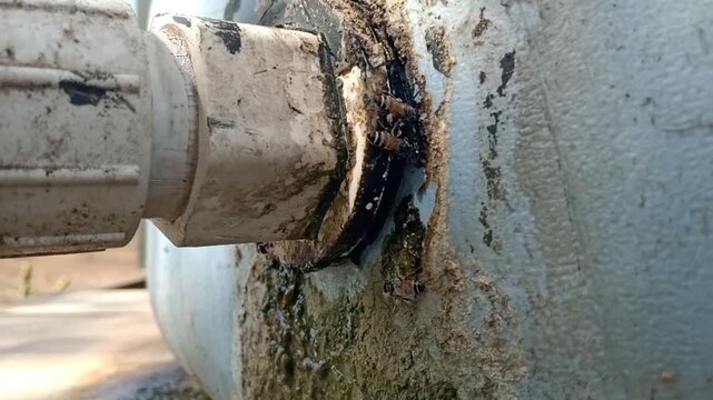 Honey bee drinking from a leaking agricultural water tank valve with failed sealant repair, Leaking Water Tank Joint with Rusty Corrosion and Algae Buildup