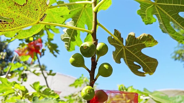 Fresh green common figs on a tree branch against blue sky.