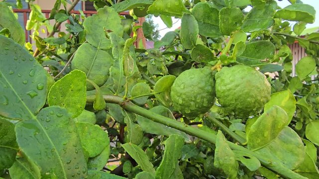 Bergamot fruit, Kaffir lime, fruit high vitamin C in organic garden farm agricultural industry.