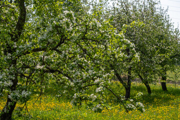 Fototapeta premium White cherry blossoms in foreground and background with fresh green leaves dandelion meadow and trees on a bright sunny May day