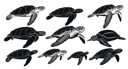 Group of sea turtles swimming together. © bolo