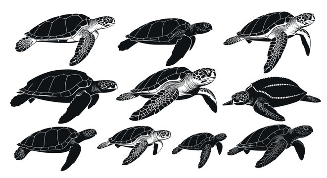 Group of sea turtles swimming together.