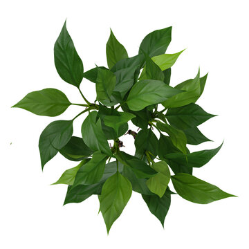 collection of Anubias heterophylla plant with realistic style from the top view