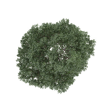 collection of Bucida buceras plant on transparent canvas from the top viewcollection of Bucida buceras plant on transparent canvas from the top view
