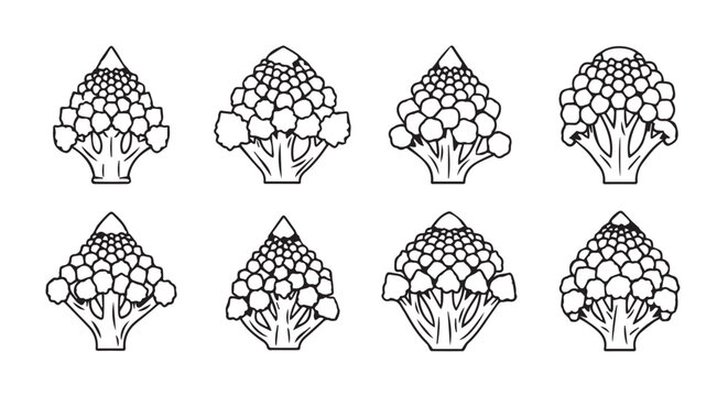 Collection of broccoli vegetable sketches with broccoli vegetable ingredient nutrition handdrawn agriculture vegetarian detailed structure