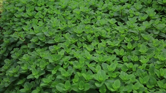 Mint plant grow at vegetable garden