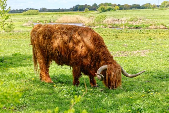 Schottisches Hochlandrind