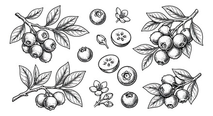 Vintage blueberry sketch set, hand drawn botanical berry branches with leaves and flowers, black and white engraved fruit vector illustrations © sajida