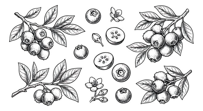 Vintage blueberry sketch set, hand drawn botanical berry branches with leaves and flowers, black and white engraved fruit vector illustrations