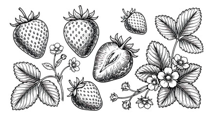 Vintage strawberry hand drawn sketch vector set, botanical garden berry illustration with leaves and flowers, black and white engraved fruit clip art © sajida