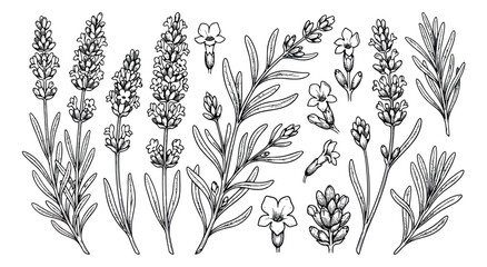 Vintage lavender botanical illustration set, hand drawn lavender flowers and sprigs vector, black and white floral line art elements for wedding design © sajida