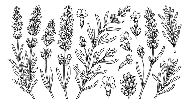 Vintage lavender botanical illustration set, hand drawn lavender flowers and sprigs vector, black and white floral line art elements for wedding design