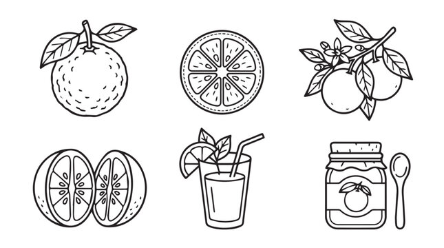 Citrus fruit set orange slices and juice illustration with illustration refreshment monochrome vitamins botanical marmalade isolated detailed collection culinary nutrition ingredient