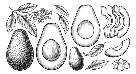 Vintage avocado sketch vector set, hand drawn botanical fruit illustrations with leaves and slices, black and white organic food engraving © sajida
