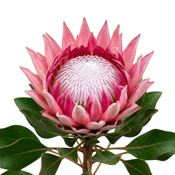 Beautiful king protea flower isolated on transparent background