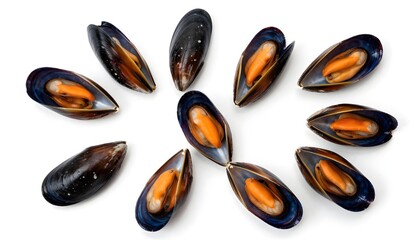 Fototapeta premium Collection of fresh, cooked mussels arranged in a circular pattern on a white background
