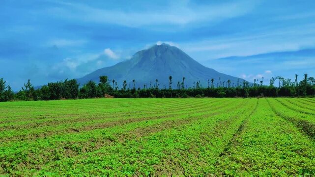 Lush Green Farmland with Mount Sinabung Volcano in Background, North Sumatra, Indonesia