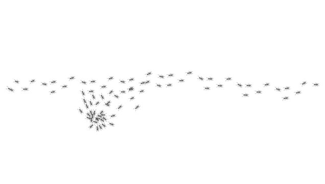 Ant trail. Walking group of black insects. Line of worker ants marching in search of food. Curve footpath of home pest isolated on transparent background. Vector