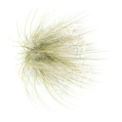 Obraz premium collection of Mexican feather grass on transparent canvas from the top view