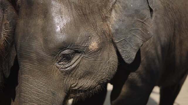 Close up detail of asian elephant eye blinking slowly