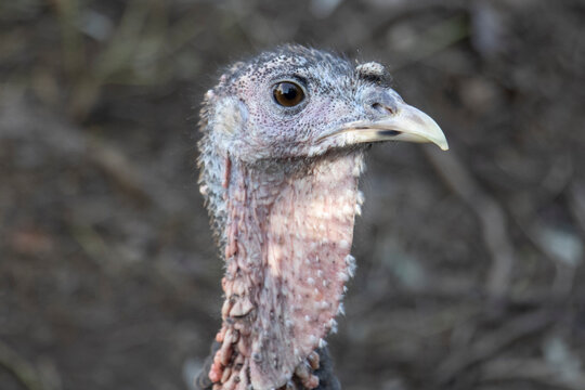Portrait of a female turkey (Meleagris gallopavo) with wrinkled, featherless skin on the neck and head, displaying a rough texture.