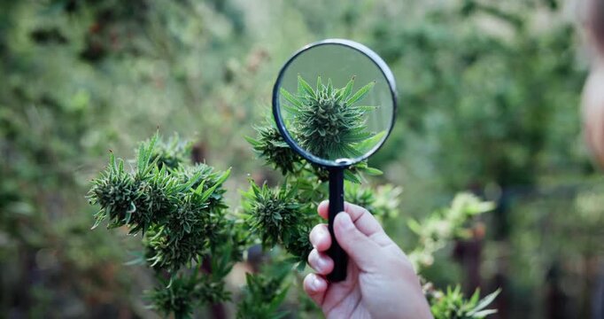 Inspection, cannabis or hands with magnifying glass on farm, leaf evaluation or growth observation. Agriculture, farmer or person with check for quality control, hemp cultivation or identify strain