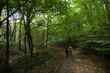 Obraz premium walk in the forest