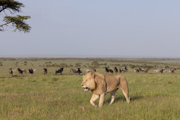 King of Beasts © George Erwin Turner