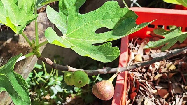 Fresh common figs and green leaves on a fig tree branch.