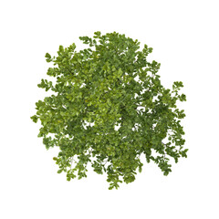 Naklejka premium collection of Quercus Tree on transparent canvas from the top view