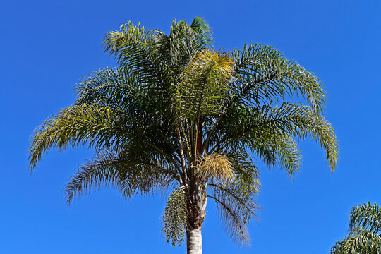 Queen palm tree flower buds (Syagrus romanzoffiana) in Petropolis, Rio de Janeiro, Brazil