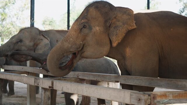Hungry asian elephant calf reaching with its trunk