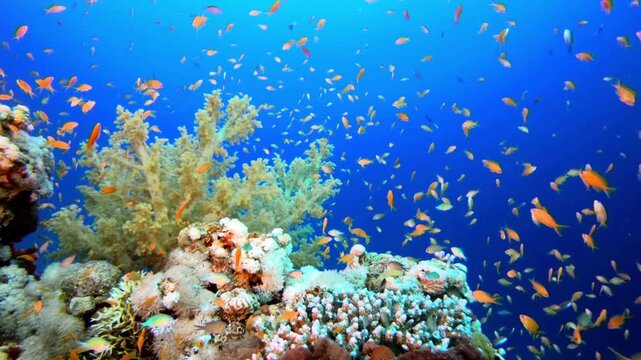 Vibrant coral reef ecosystem with a large school of orange anthias fish swimming in deep blue water