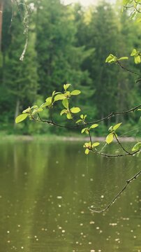 Nature's Renewal and serenity fresh green leaves on Branch Over Reflective Lake Water in forest environmental conservation b-roll