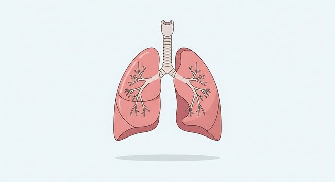 3D illustration of human lungs with bronchial tubes and airways.