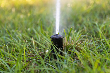 Obraz premium Automatic irrigation system with water sprinkler for maintaining grass lawn