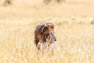 Lion in the Sun © George Erwin Turner